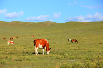 A herd of cattle are eating grass on the grassland