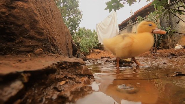 Peque&ntilde;o pato bebiendo agua