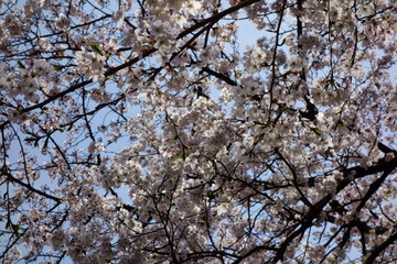 春先に優美で優雅、華やかに咲く桜の花々