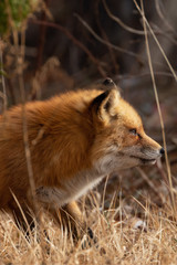Red Fox Portrait