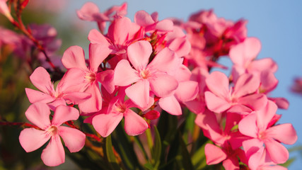 natural flowers background of pink sweet bay oleander flowers