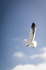 Mouette en vol