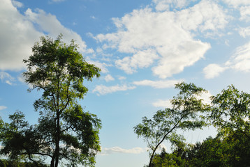 Obraz premium 木 空 雲 素材