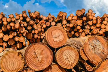 Wood Log Eucalyptus