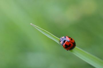 the ladybird beetle in the afternoon alighted on a leaf with a green background