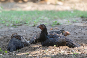 Chicken family rested in the sun after looking for food in the period before dawn. Looks warm and happy according to nature.