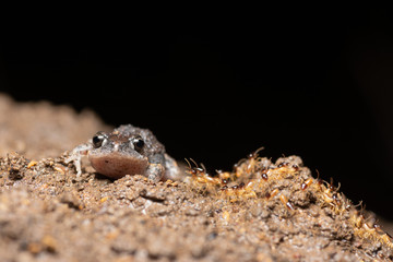 Montane Toadlet (Uperoleia altissima) on termite mound