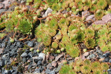 Sempervivum pumilum bieb background mountain succulents