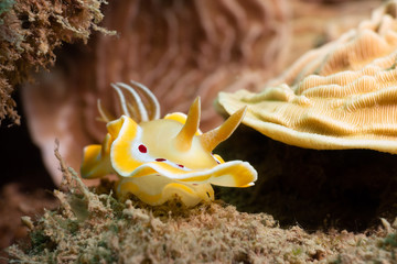 Ardeadoris cruenta on the Great Barrier Reef