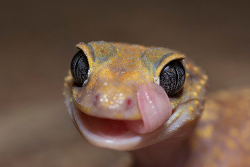 Australian Barking Gecko licking