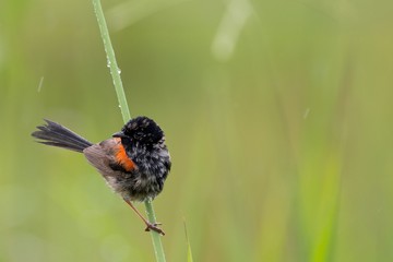 Red-backed Fairy Wren in the rain