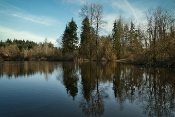 Fototapeta na wymiar 2020-02-20 LAKE BOREN WITH THE SOUTHERN TREE LINE IN NEW CASTLE WASHINGTON