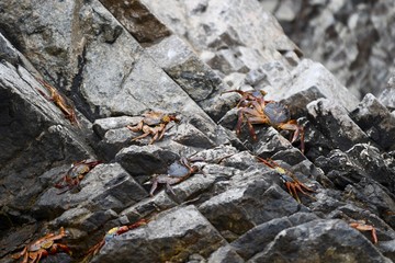 Closeup shot of a group of crabs lying on the rock