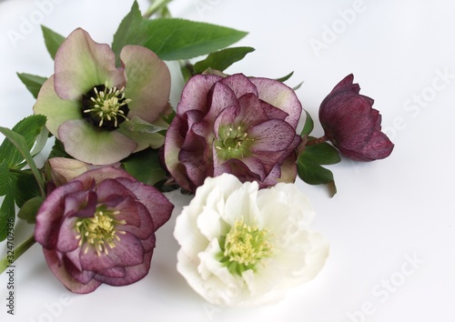 沢山のクリスマスローズの花 白背景 Wall Mural Wallpaper Murals Yurisyan 沢山のクリスマスローズの花 白背景 Wall Mural Wallpaper Murals Yurisyan