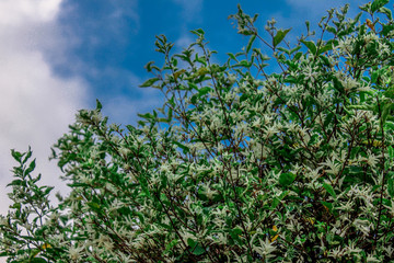 A blurry abstract background view of green leaves that grow up the streets or in the park, for a refreshing view during the day