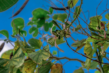 A blurry abstract background view of green leaves that grow up the streets or in the park, for a refreshing view during the day