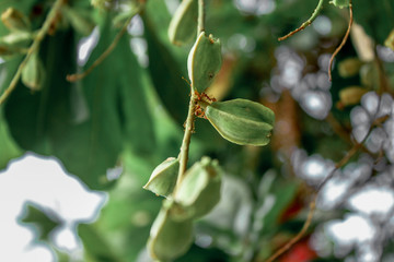 A blurry abstract background view of green leaves that grow up the streets or in the park, for a refreshing view during the day