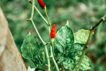 A blurry abstract background view of green leaves that grow up the streets or in the park, for a refreshing view during the day