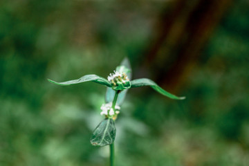 A blurry abstract background view of green leaves that grow up the streets or in the park, for a refreshing view during the day