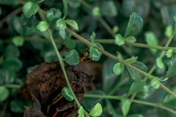 A blurry abstract background view of green leaves that grow up the streets or in the park, for a refreshing view during the day