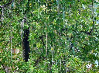 Fototapeta premium Colorful beads on the trees along the street in New Orleans, Louisiana, U.S.A