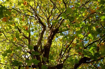 tree in autumn