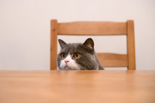 British Shorthair Cat Sitting At The Dinner Table