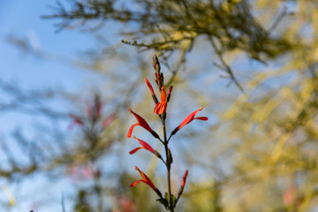 Hummingbird Bush Flower