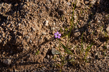Macro of Purple Gilia Desert Flower