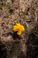 Obraz na płótnie Canvas Close up Yellow Poppy in the Wild