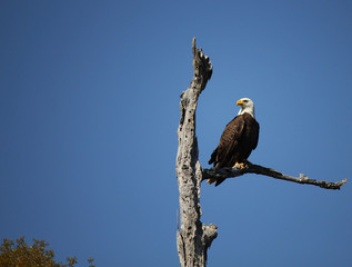 Bald Eagle