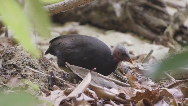 Micronesian Megapode searches for food