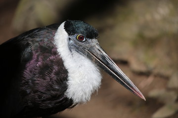 Woolly-necked Stork,Asian Woollyneck (Ciconia episcopus) , Bird