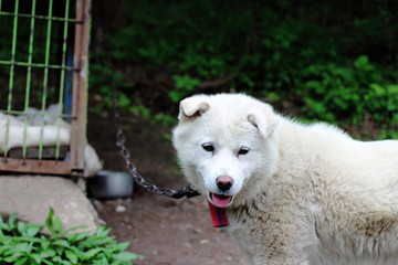 Obraz premium Cute Poop Puppy in Korean Countryside