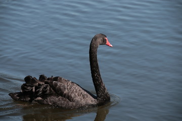 Black swan in lake