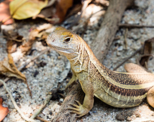 Butterfly lizard on a beach in Vietnam