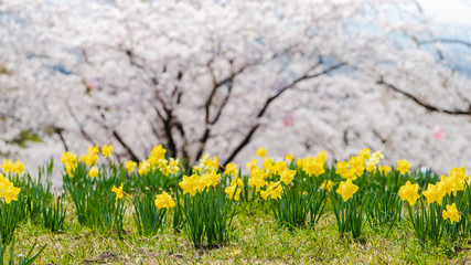 The yellow flowers of daffodils blooming with sakura and cherry blossom tree background.Beautiful landscape nature spring season in japan.