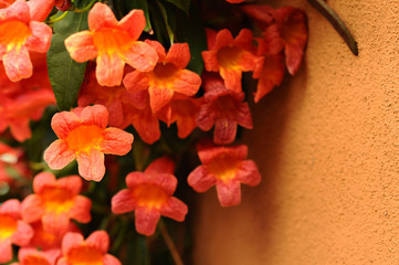 Small Orange Flowers