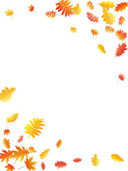 Oak, maple, wild ash rowan leaves vector, autumn foliage on white background.