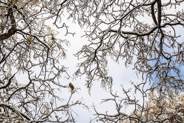 Branches of a dry tree in the snow against the sky