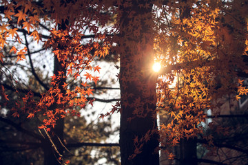 Fototapeta na wymiar leaves of autumn colors in autumn park. leaf maple background. go on a trip to view the autumn colors.Season concept of colorful autumn leaves. maple Tree in the sunlight shinning through.