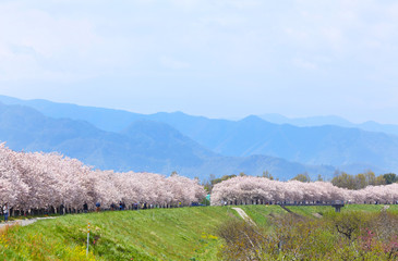信州　小布施　ヤエザクラ並木