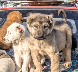 Caucasian shepherd dog puppies sold in the market.Alabai dog puppies are sold in the market.
