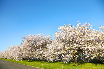 Fototapeta premium 信州 小布施 ヤエザクラ並木