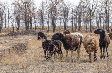Sheep graze in autumn in nature