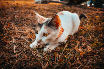 Gata atenta en el césped machito