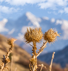 Dry prickly thistle plant on a background of mountains and sky