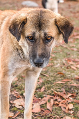 Dog in the autumn park in nature. Portrait.