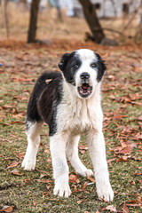 Dog in the autumn park in nature. Portrait.
