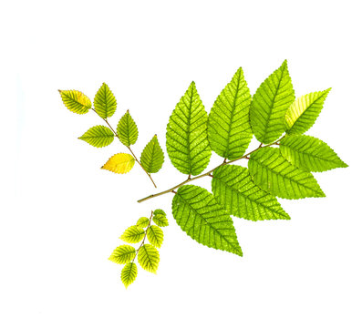 Autumn leaves of elm plant on a white background